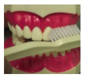 stetson village family dentistry glendale az patient education Brush Your teeth